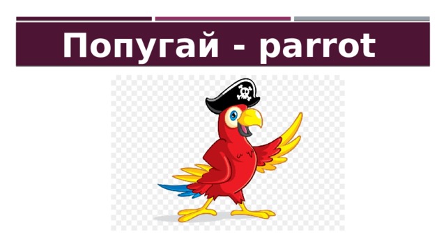 Попугай - parrot 