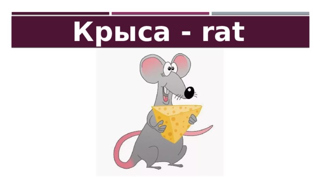 Крыса - rat 