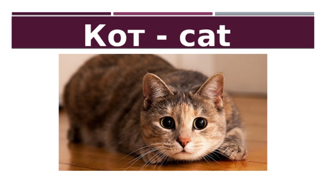 Кот - cat 