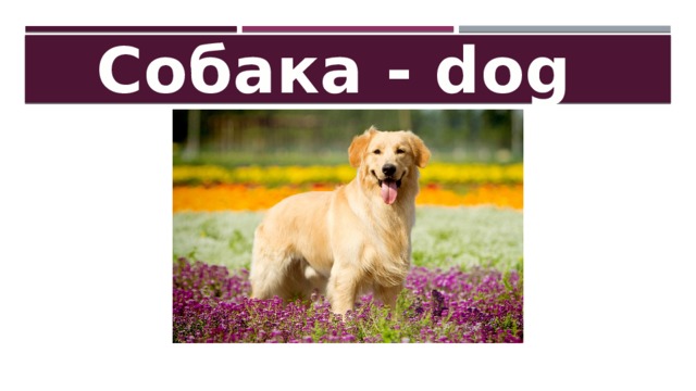 Собака - dog 