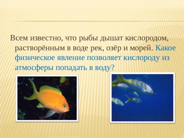 Большинство животных на планете дышат кислородом даже. Рыбы дышат кислородом растворенным в воде. Как дышит рыба в воде. Рыба дышит воздухом. Как дышат рыбы в аквариуме.
