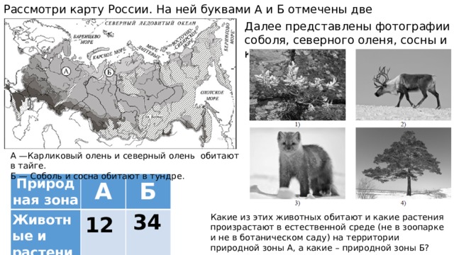 На следующей странице представлены фотографии соболя. Природные зоны ВПР. Карта природных зон России ВПР. Карта природных зон по ВПР. Рассмотри карту природных зон.