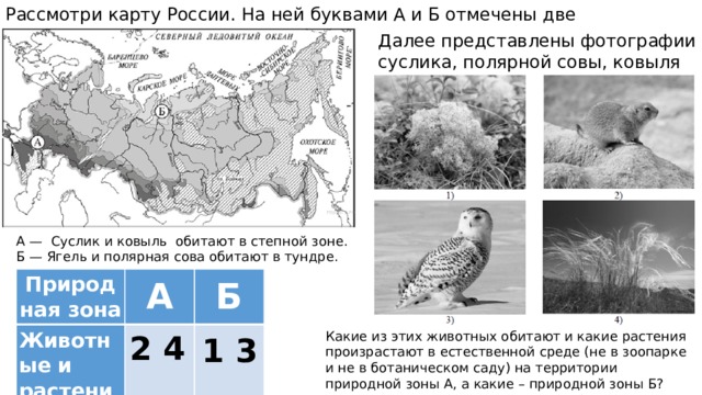 Рассмотри карту России. На ней буквами А и Б отмечены две природные зоны. Далее представлены фотографии суслика, полярной совы, ковыля и ягеля А — Суслик и ковыль обитают в степной зоне. Б — Ягель и полярная сова обитают в тундре. Природная зона Животные и растения A Б Какие из этих животных обитают и какие растения произрастают в естественной среде (не в зоопарке и не в ботаническом саду) на территории природной зоны А, а какие – природной зоны Б? 2 4 1 3 