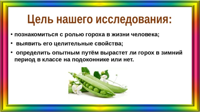 Цель нашего исследования: познакомиться с ролью гороха в жизни человека;  выявить его целительные свойства;  определить опытным путём вырастет ли горох в зимний период в классе на подоконнике или нет. 