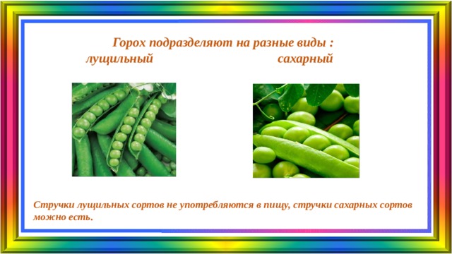  Горох подразделяют на разные виды : лущильный сахарный Стручки лущильных сортов не употребляются в пищу, стручки сахарных сортов можно есть.   