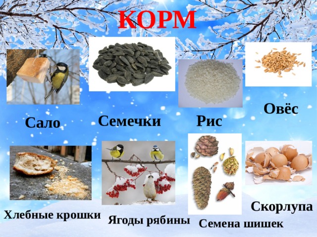 Корм для птиц картинки для детей