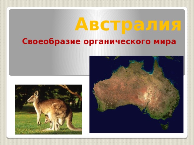 Австралия Своеобразие органического мира 