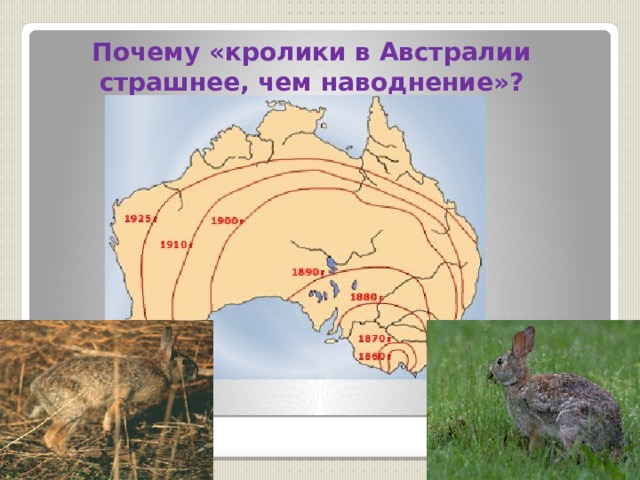 Почему «кролики в Австралии страшнее, чем наводнение»? 