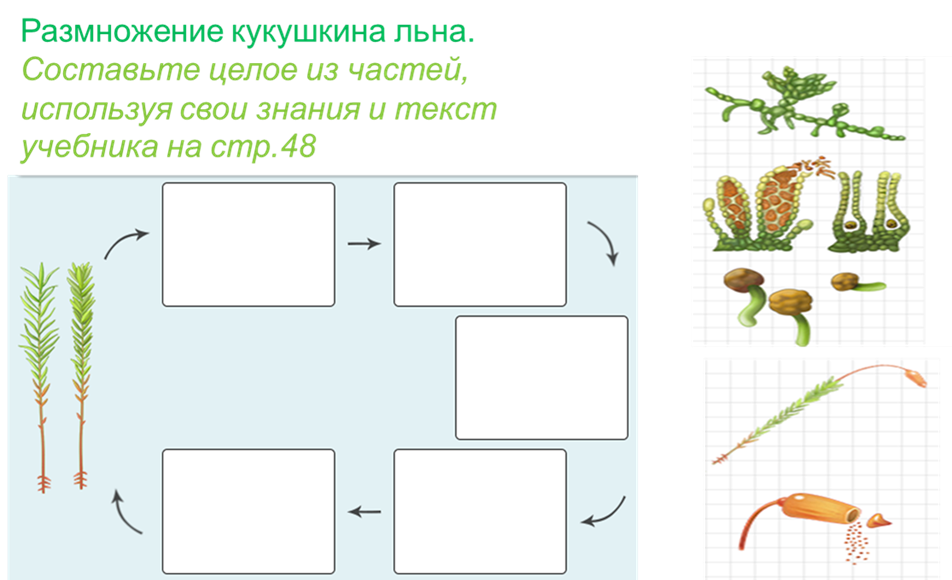 Цикл размножения кукушкина льна