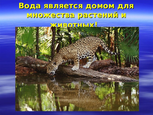 Вода является домом для множества растений и животных!   