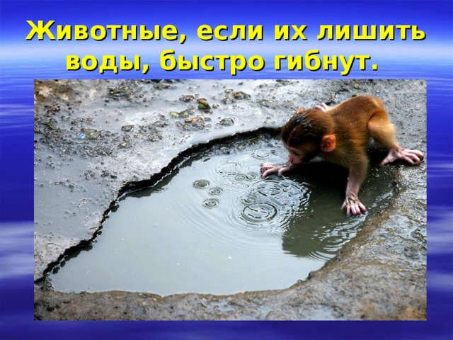 Животные, если их лишить воды, быстро гибнут.  