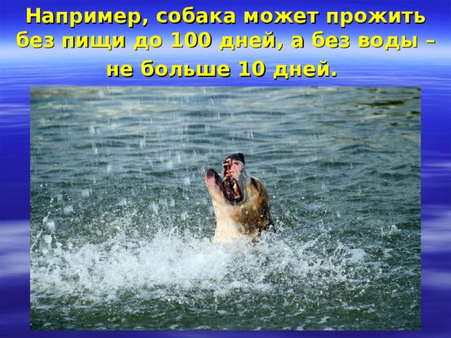 Например, собака может прожить без пищи до 100 дней, а без воды – не больше 10 дней.  