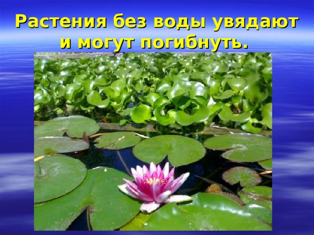 Растения без воды увядают и могут погибнуть.  
