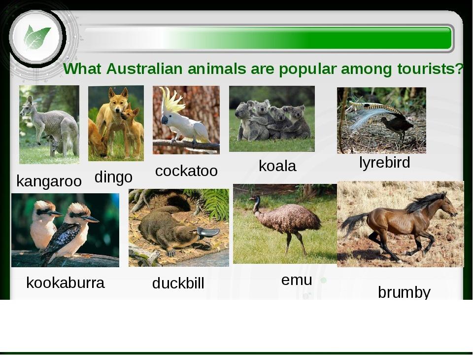 Знаешь ли ты животных. Животные Австралии на английском. Живлтные Австалиии на англ. Животные в Австралии по английскому. Животные Австралии на английском языке с переводом.