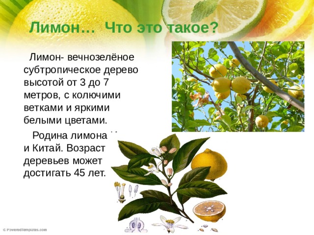 Проект кто ты кислый лимон 2 класс