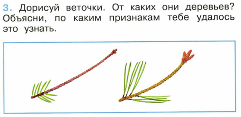 Практическая работа определяем хвойные деревья 1 класс. Что такое хвоинки 1 класс задания. Хвойные деревья задания для 1 класса. Ветка ели и сосны дорисовать. Дорисуйте веточки от каких они деревьев.