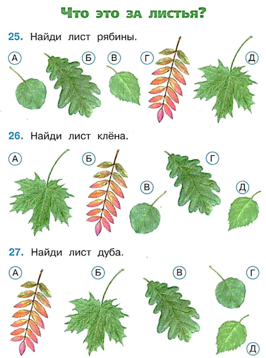 Определить название листьев деревьев