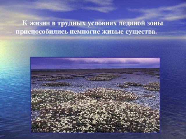 Зона арктических пустынь 4 класс окружающий мир. Растения ледяной зоны. Растения ледяной зоны России. Особенности природы ледяной зоны. Растения арктической ледяной зоны.