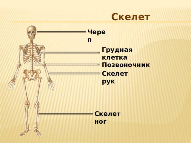  Скелет Череп Грудная клетка Позвоночник Скелет рук Скелет ног 