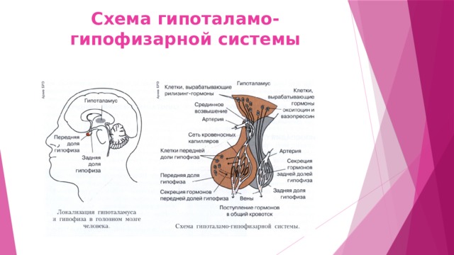 Гипоталамо гипофизарная система схема