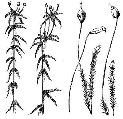 Представители какого отдела царства растения изображены на рисунке покрытосеменные моховидные
