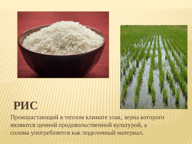 Рис Произрастающий в теплом климате злак, зерна которого являются ценной продовольственной культурой, а солома употребляется как поделочный материал. 