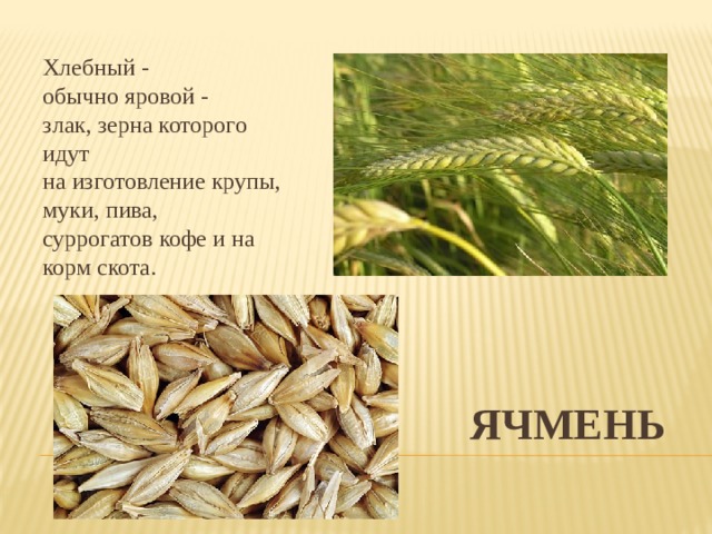 Хлебный -обычно яровой -злак, зерна которого идут на изготовление крупы,муки, пива, суррогатов кофе и на корм скота. Ячмень 