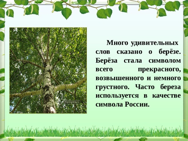   Много удивительных слов сказано о берёзе. Берёза стала символом всего прекрасного, возвышенного и немного грустного. Часто береза используется в качестве символа России.  