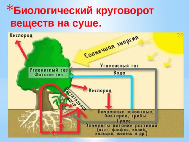 Круговорот веществ в природе 6 класс