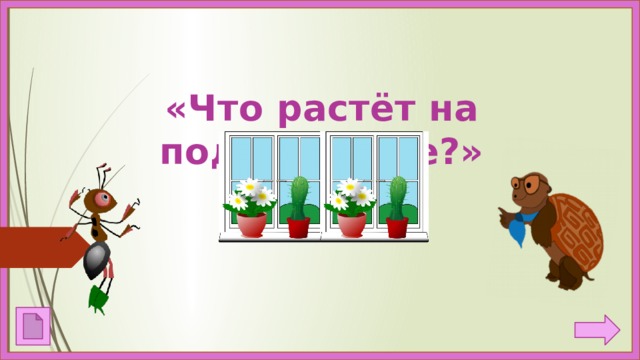 «Что растёт на подоконнике?» 