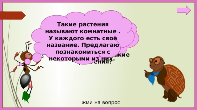 Такие растения называют комнатные . У каждого есть своё название. Предлагаю познакомиться с некоторыми из них. Ребята, а вы знаете,  какие растения растут у нас в классе, дома? Как называют такие растения? жми на вопрос 