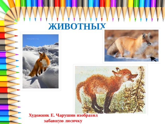 ЖИВОТНЫХ Художник Е. Чарушин изобразил забавную лисичку 