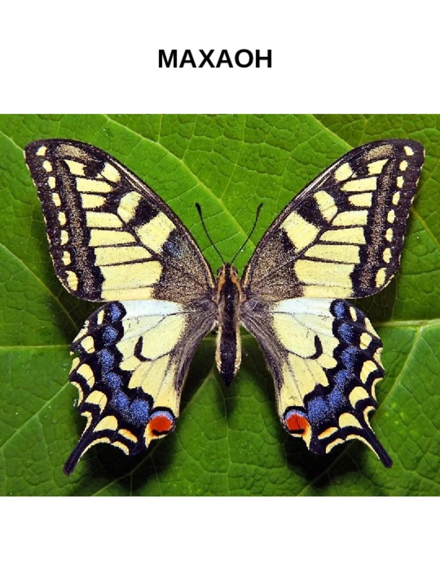 Перевод махаон имена. Papilio Machaon. Махаон (Papilio Machaon). Махаон траурница. Бабочка парусник Махаон.