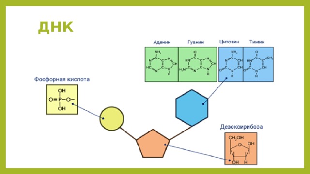 Фосфорная кислота днк. Нуклеиновые кислоты. АТФ И другие органические соединения.. Органические вещества клетки АТФ строение. Нуклеиновые кислоты и АТФ органические вещества клетки. Гуанин дезоксирибоза фосфорная кислота.