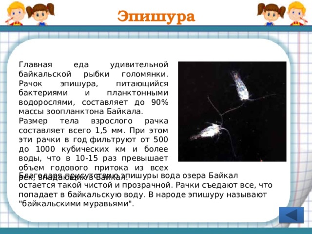 Голомянка Самая удивительная рыба Байкала. Это единственная живородящая рыба, обитающая здесь. Она мечет не икру, а живых детенышей. Тело голомянки состоит на 30% из жира, поэтому кажется почти прозрачным – сквозь хвостовую часть этих рыбок можно читать книги с крупным шрифтом. Кнопка «Назад» для перехода на слайд 20 «Математическое лото» Голомянка – розовато – белая, полупрозрачная, не имеющая чешуи рыбка с воздушными длинными плавниками. Она является основным кормом для байкальских нерп.