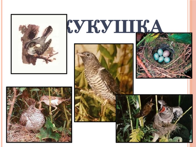 КУКУШКА 