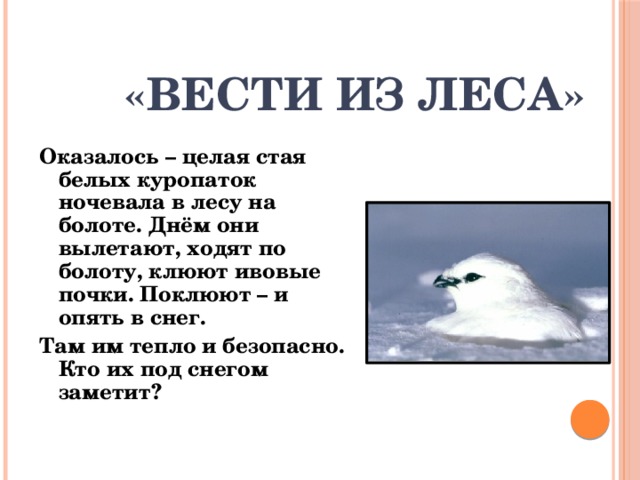 «Вести из леса» Оказалось – целая стая белых куропаток ночевала в лесу на болоте. Днём они вылетают, ходят по болоту, клюют ивовые почки. Поклюют – и опять в снег. Там им тепло и безопасно. Кто их под снегом заметит? 