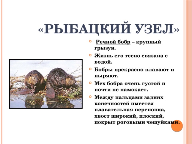 «Рыбацкий узел»  Речной бобр – крупный грызун. Жизнь его тесно связана с водой. Бобры прекрасно плавают и ныряют. Мех бобра очень густой и почти не намокает. Между пальцами задних конечностей имеется плавательная перепонка, хвост широкий, плоский, покрыт роговыми чешуйками. 