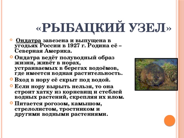 «Рыбацкий узел»  Ондатра завезена и выпущена в угодьях России в 1927 г. Родина её – Северная Америка. Ондатра ведёт полуводный образ жизни, живёт в норах, устраиваемых в берегах водоёмов, где имеется водная растительность. Вход в нору её скрыт под водой. Если нору вырыть нельзя, то она строит хатку из корневищ и стеблей водных растений, скрепляя их илом. Питается рогозом, камышом, стрелолистом, тростником и другими водными растениями.  