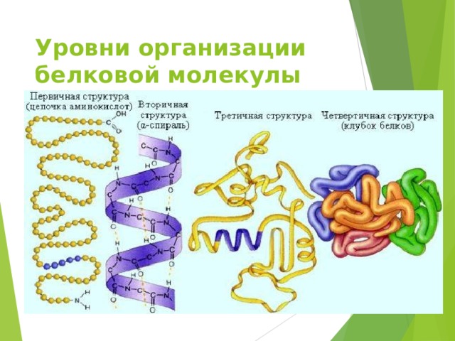 Уровни организации белковой молекулы 