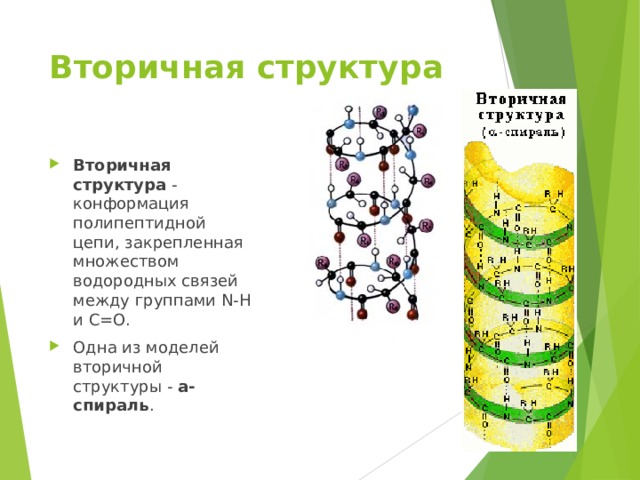 Вторичная структура связи. Вторичная структура белка конформация. Конформация полипептидной цепи вторичная структура. Вторичная структура белка модель Полинга-кори. Функции вторичной структуры.