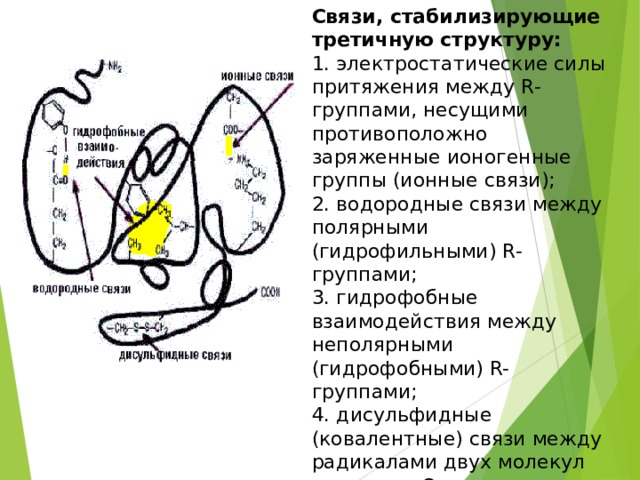 Связи, стабилизирующие третичную структуру: 1. электростатические силы притяжения между R-группами, несущими противоположно заряженные ионогенные группы (ионные связи); 2. водородные связи между полярными (гидрофильными) R-группами; 3. гидрофобные взаимодействия между неполярными (гидрофобными) R- группами; 4. дисульфидные (ковалентные) связи между радикалами двух молекул цистеина. Они повышают стабильность третичной структуры, но в ряде белков они могут вообще отсутствовать. 