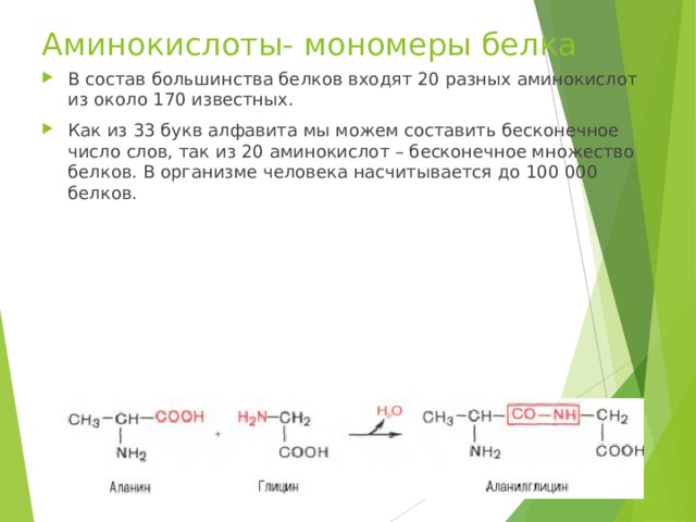 Аминокислоты- мономеры белка В состав большинства белков входят 20 разных аминокислот из около 170 известных. Как из 33 букв алфавита мы можем составить бесконечное число слов, так из 20 аминокислот – бесконечное множество белков. В организме человека насчитывается до 100 000 белков.  