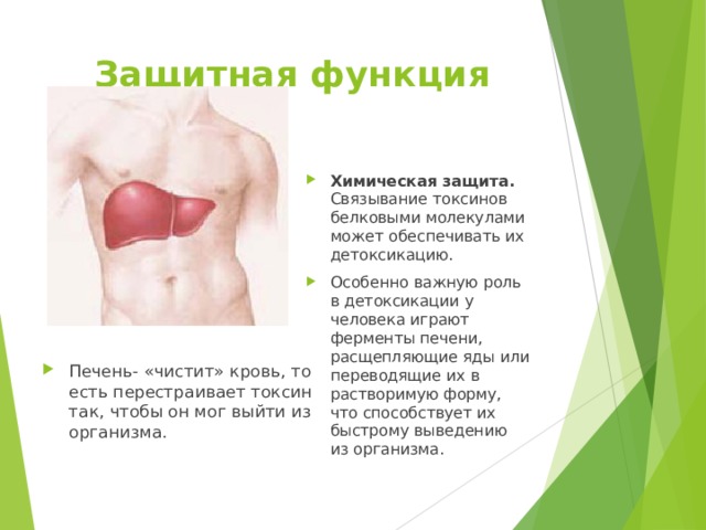 Защитная функция Химическая защита. Связывание токсинов белковыми молекулами может обеспечивать их детоксикацию. Особенно важную роль в детоксикации у человека играют ферменты печени, расщепляющие яды или переводящие их в растворимую форму, что способствует их быстрому выведению из организма. Печень- «чистит» кровь, то есть перестраивает токсин так, чтобы он мог выйти из организма. 