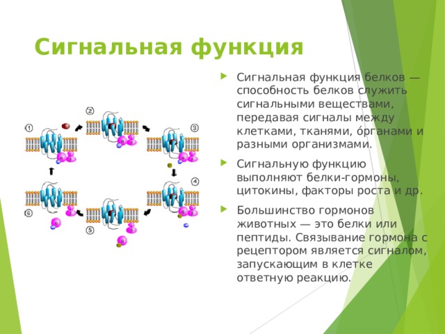 Сигнальная функция   Сигнальная функция белков — способность белков служить сигнальными веществами, передавая сигналы между клетками, тканями, о́рганами и разными организмами. Сигнальную функцию выполняют белки-гормоны, цитокины, факторы роста и др. Большинство гормонов животных — это белки или пептиды. Связывание гормона с рецептором является сигналом, запускающим в клетке ответную реакцию. Цикл активации G-белка под действием рецептора. 