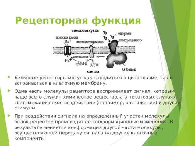 Рецепторная функция   Белковые рецепторы могут как находиться в цитоплазме, так и встраиваться в клеточную мембрану. Одна часть молекулы рецептора воспринимает сигнал, которым чаще всего служит химическое вещество, а в некоторых случаях — свет, механическое воздействие (например, растяжение) и другие стимулы. При воздействии сигнала на определённый участок молекулы белок-рецептор происходят её конформационные изменения. В результате меняется конформация другой части молекулы, осуществляющей передачу сигнала на другие клеточные компоненты. 