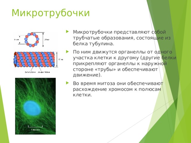 Микротрубочки Микротрубочки представляют собой трубчатые образования, состоящие из белка тубулина. По ним движутся органеллы от одного участка клетки к другому (другие белки прикрепляют органеллы к наружной стороне «трубы» и обеспечивают движение). Во время митоза они обеспечивают расхождение хромосом к полюсам клетки. 