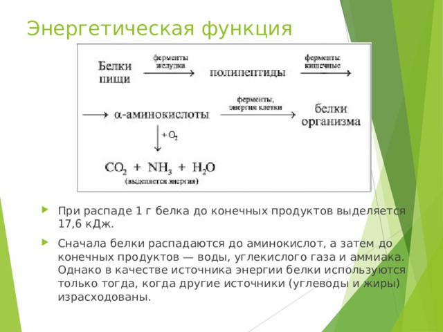 Энергетическая функция При распаде 1 г белка до конечных продуктов выделяется 17,6 кДж. Сначала белки распадаются до аминокислот, а затем до конечных продуктов — воды, углекислого газа и аммиака. Однако в качестве источника энергии белки используются только тогда, когда другие источники (углеводы и жиры) израсходованы. 