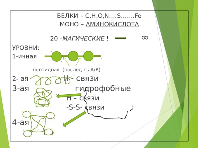 БЕЛКИ – C,H,O,N….S…….Fe МОНО – АМИНОКИСЛОТА 20 – МАГИЧЕСКИЕ ! ∞ УРОВНИ: 1-ичная  пептидная (послед-ть А/К) 2-  ая  Н - связи 3-ая  гидрофобные  Н – связи  -S-S- связи 4-ая  Hb 11 