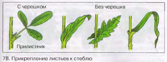 Сидячий лист схема